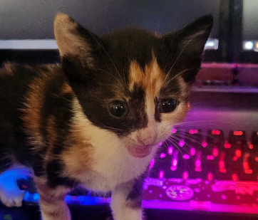 Cali, our tiny dwarf calico spokeskitty