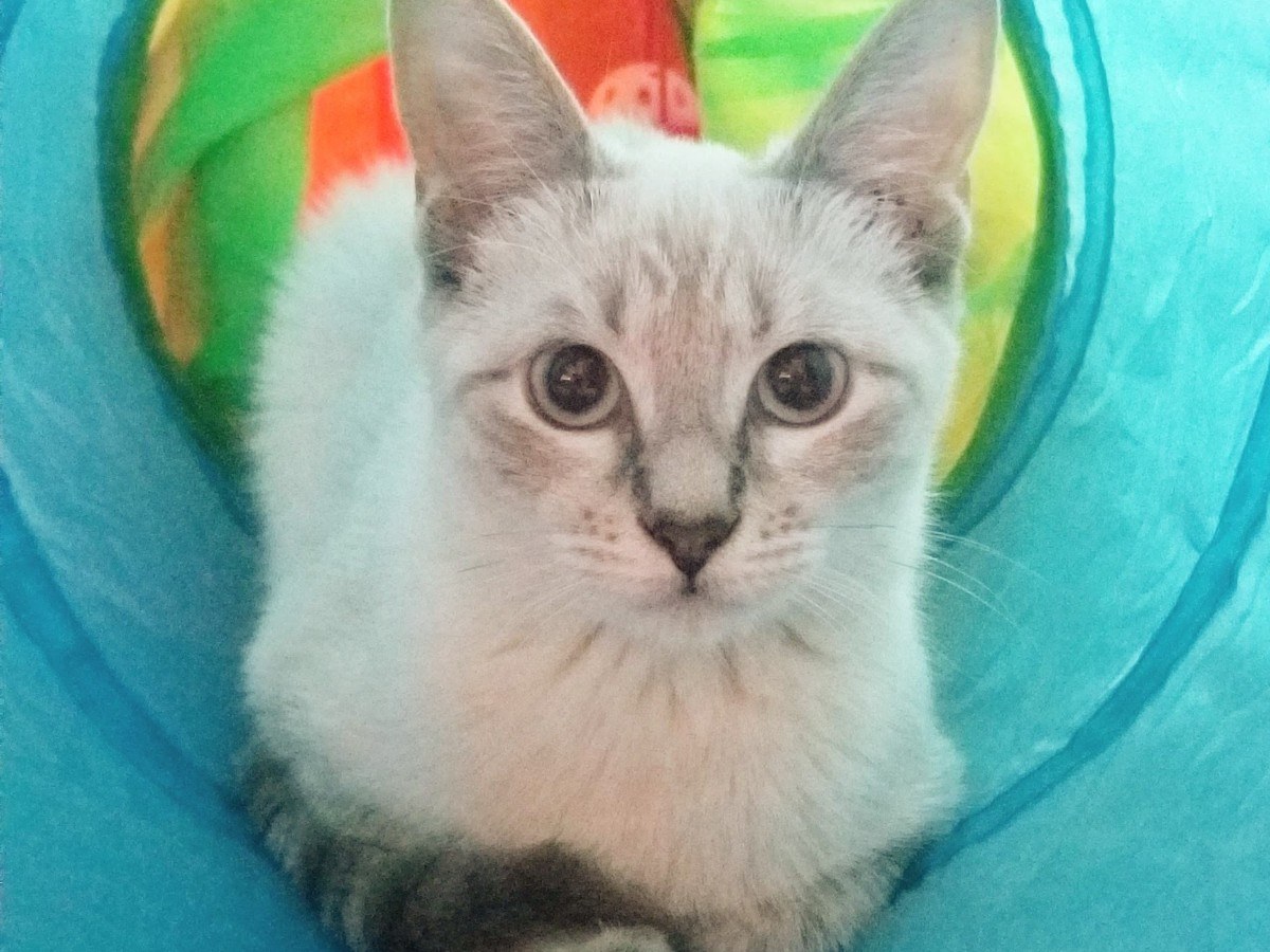 Annie