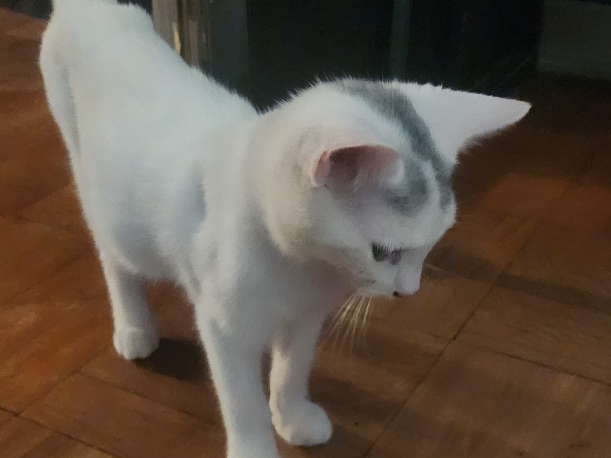 Smudge