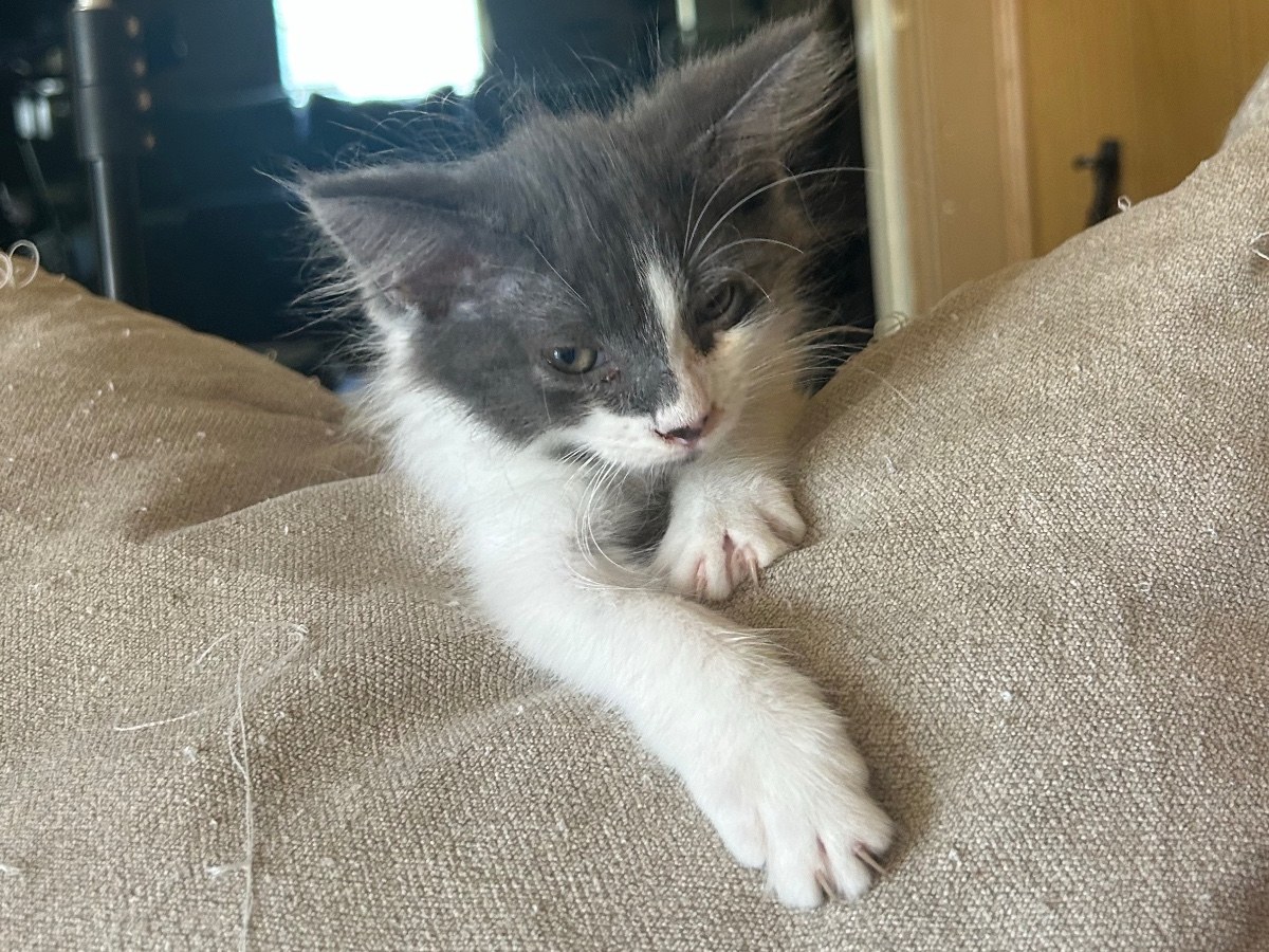 Cotton