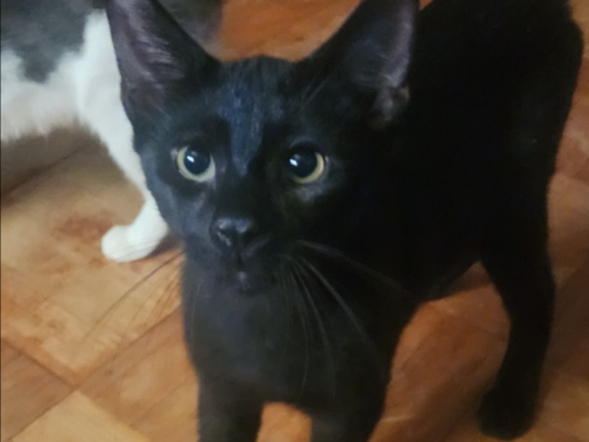 Coal