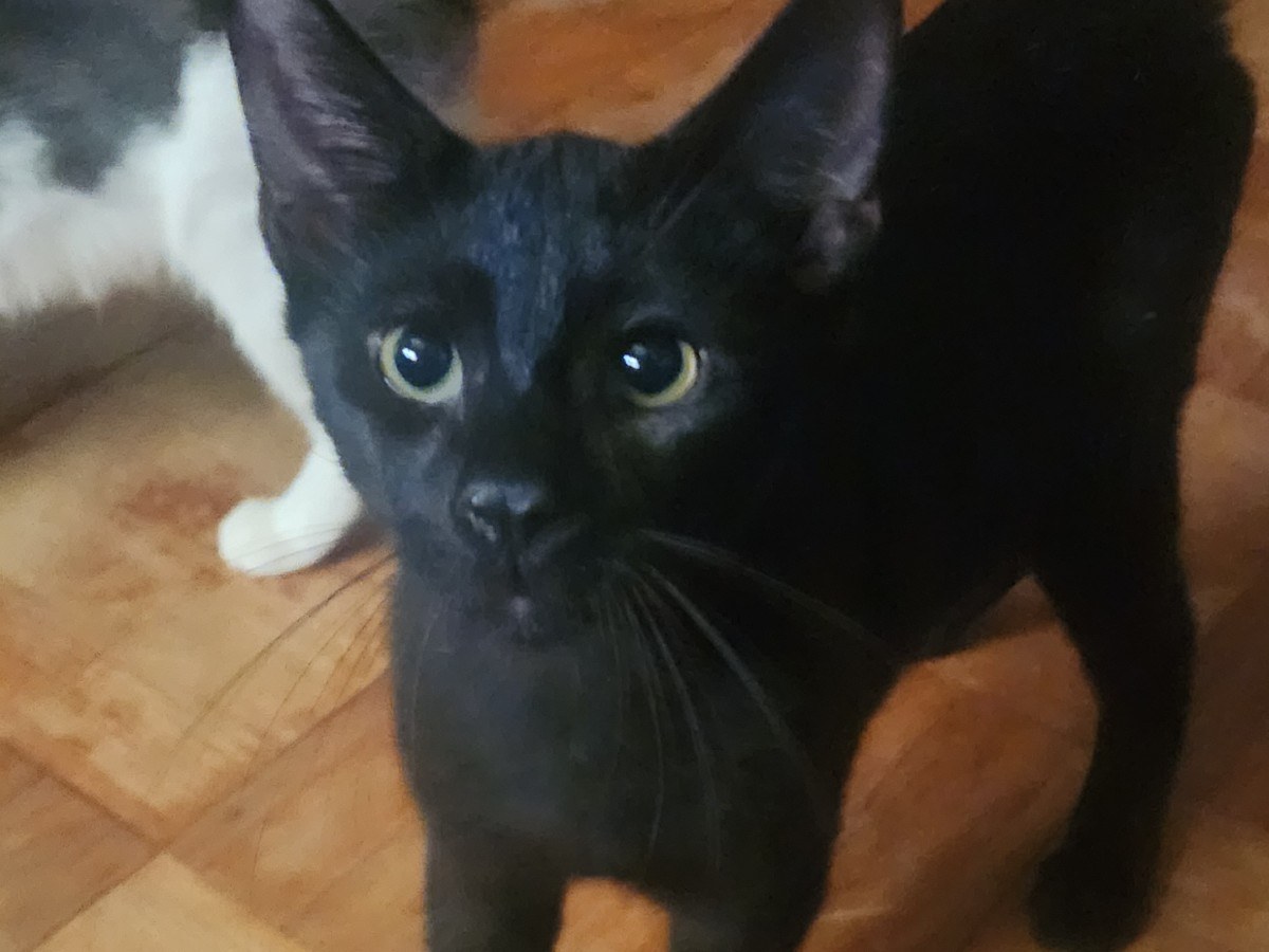 Coal