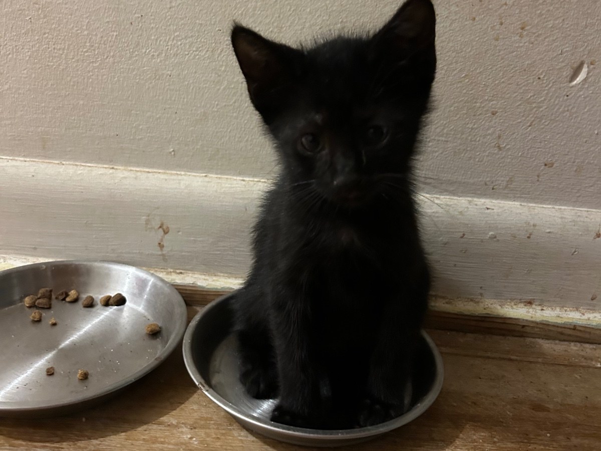 Coal